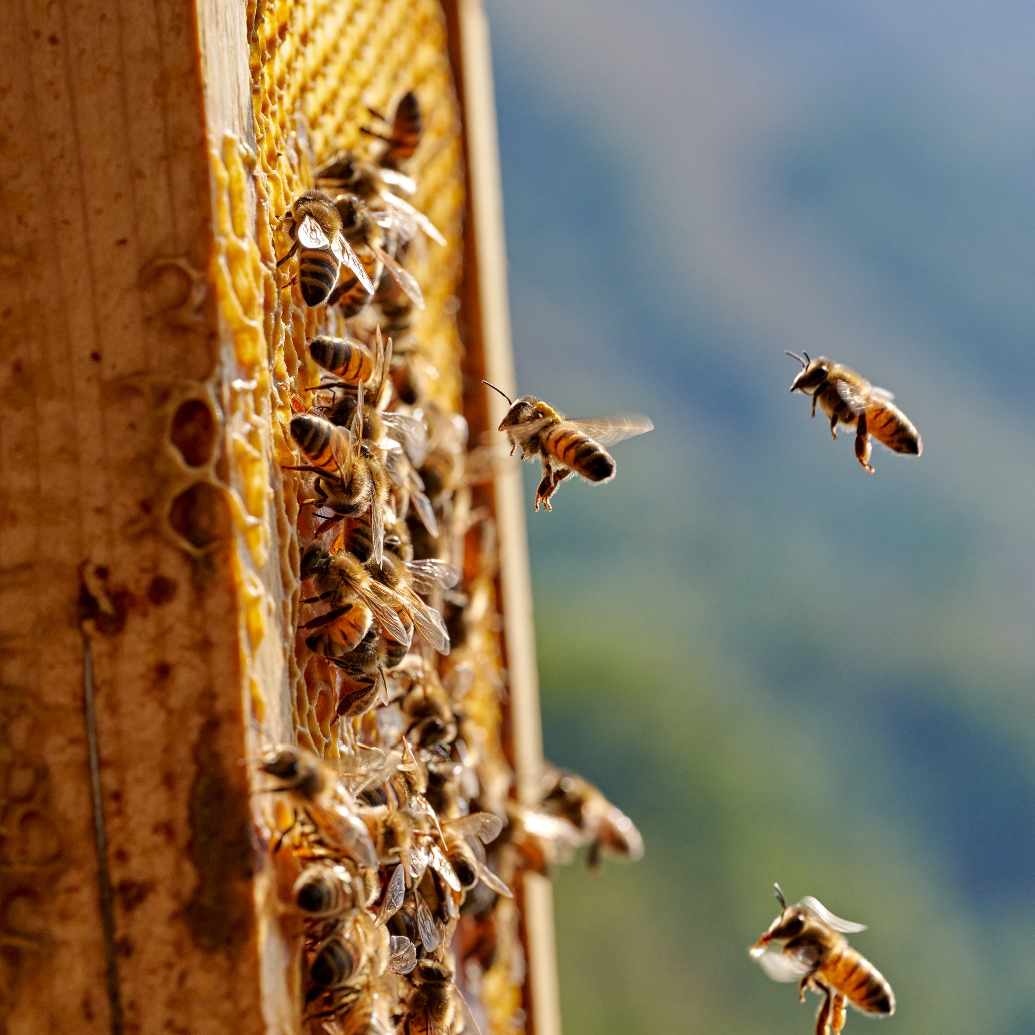 Caring for biodiversity